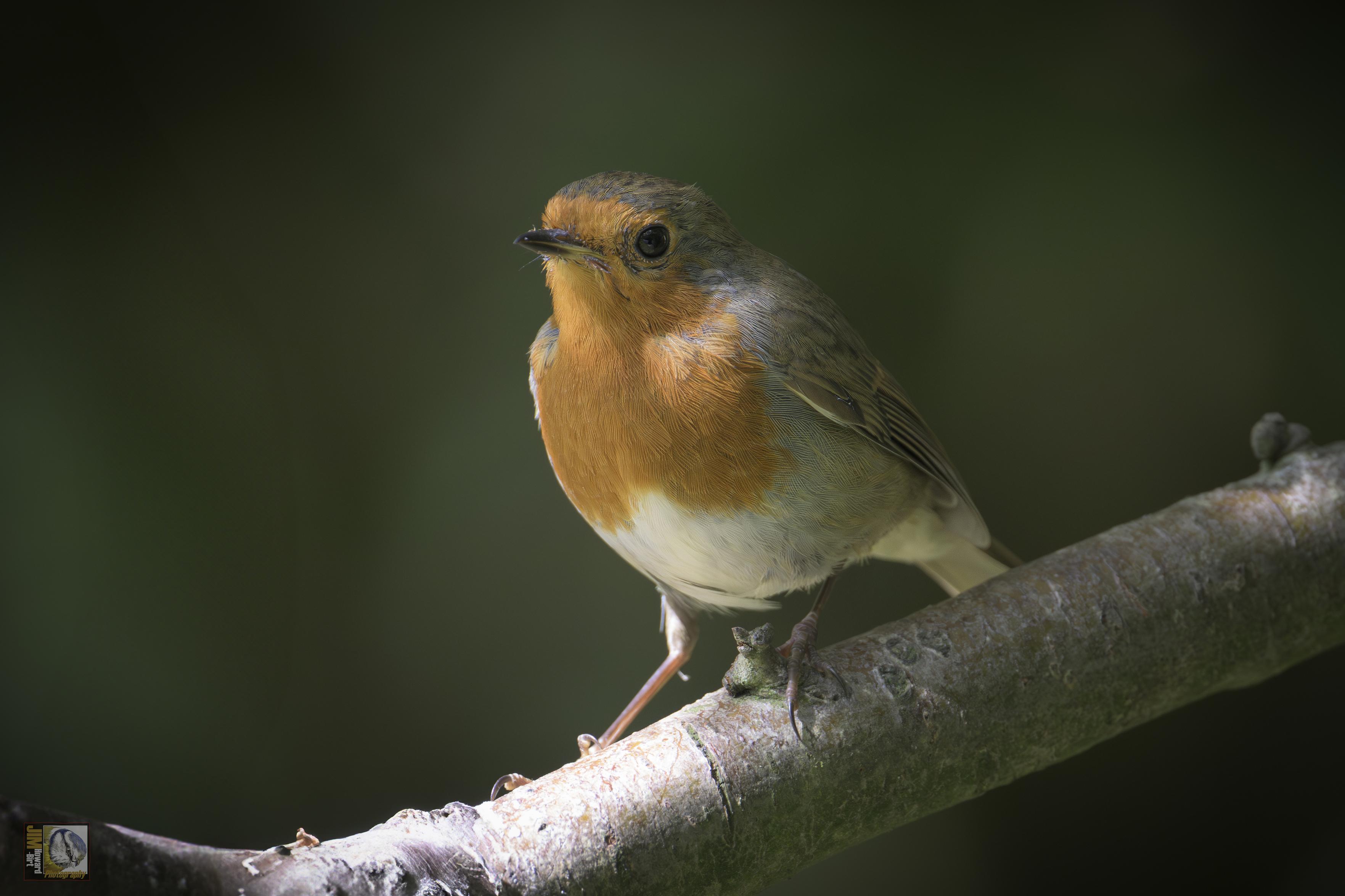 Robin Redbreast stood on a branch