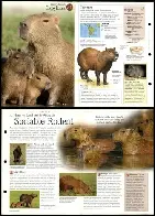 A cool guide on Capybaras.