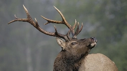 B.C. man fined $5,100 for 'unlawfully harvesting' Roosevelt elk