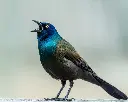 GrackleBirb