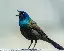 GrackleBirb