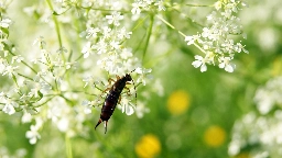 Here's why earwigs are more present in Ontario this summer