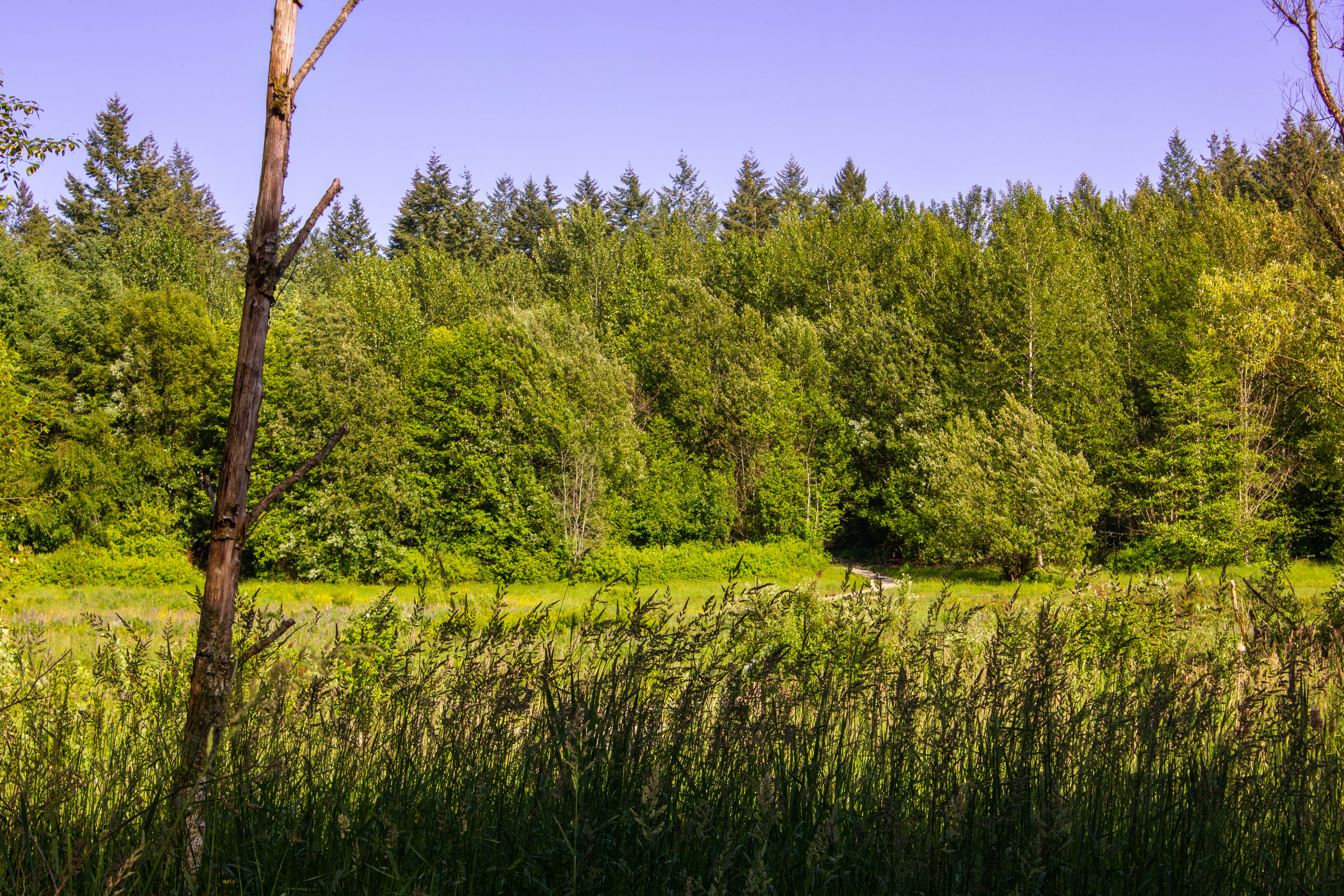 A picture of the field between the Willow Trail and Skyline Trail in the Green Timbers Urban Forrest in Surrey.
