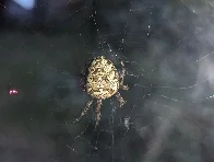 This large spider hanging outside of my window