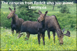 Group of Moose in grasslands with yellow flowers "Lemmy.ca"